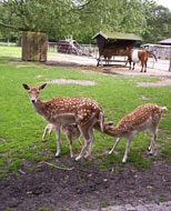 Mamma Bambi heeft het druk